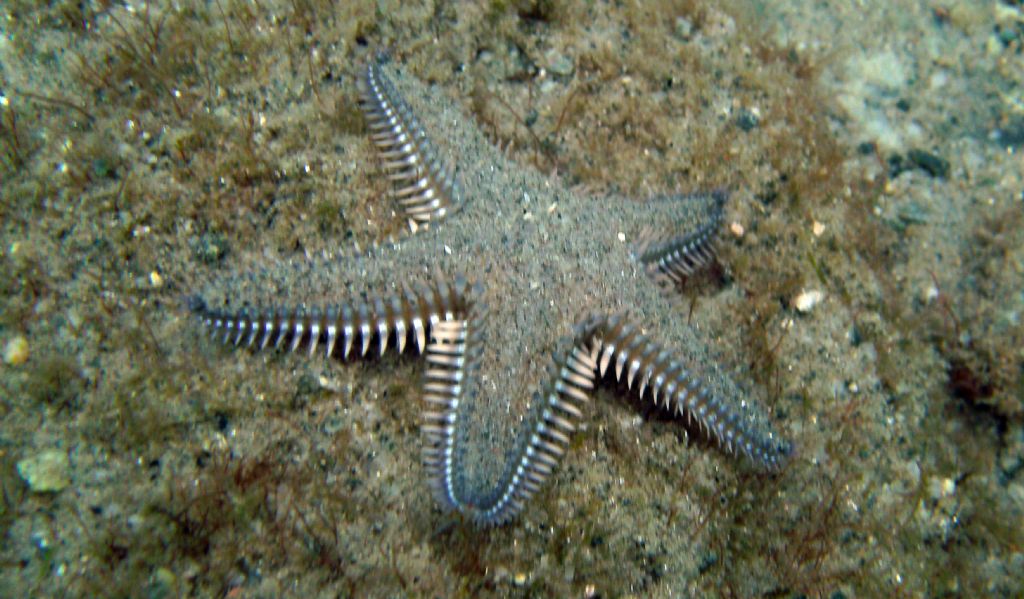 Non sono tutti Astropecten platyacanthus